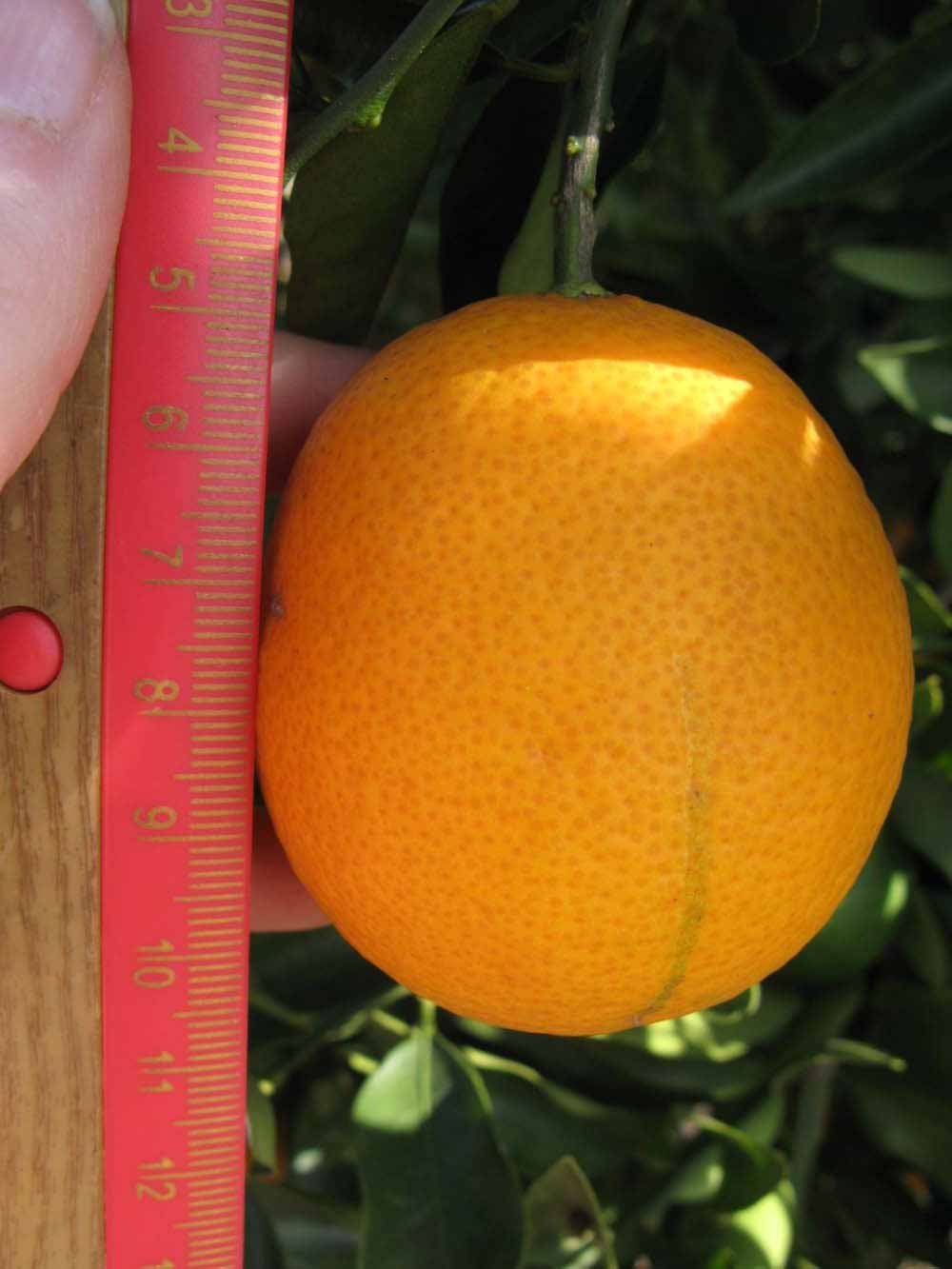              Fruit (Winter Haven, FL)       